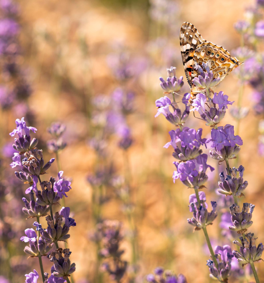Lavanda
