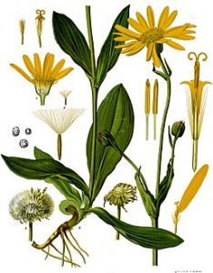 257px-Arnica_montana_-_Köhler–s_Medizinal-Pflanzen-015